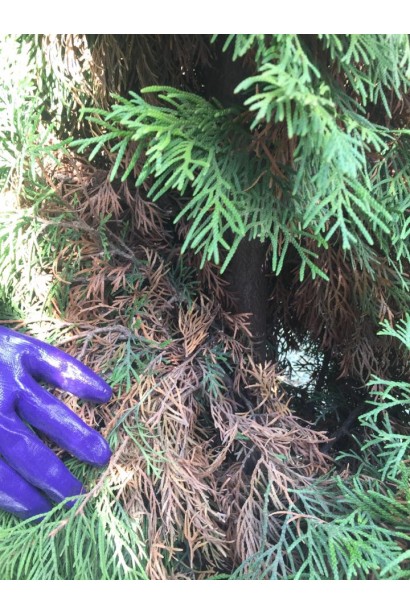 "YARA" осіннє для хвойних і вічнозелених рослин, 1 кг